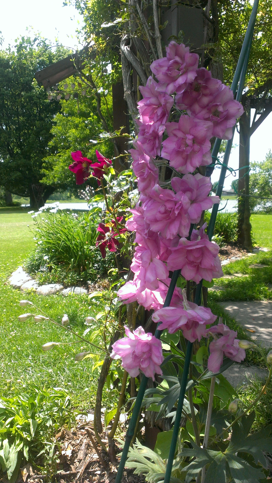 Red Clematis and pink Delphinium